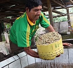 Fair trade zlepšuje živobytí drobných pěstitelů