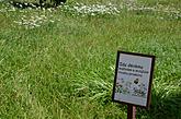 Jednotlivé rozkvetlé trávníky jsou označeny cedulemi, foto: Martin Střelec