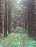Lesy města Český Krumlov likvidují následky po bouři, zdroj: oKS (3/3)